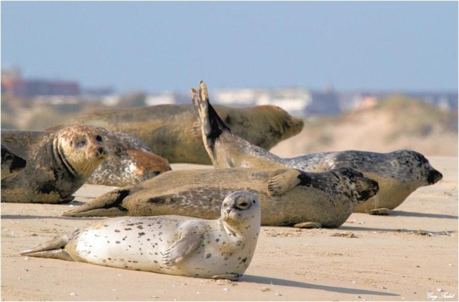 Hamac - Vue Mer - 100M Plage Berck Zewnętrze zdjęcie